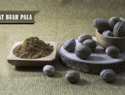 Wajib Tahu, Ini Lima Manfaat Buah Pala Bagi Kesehatan