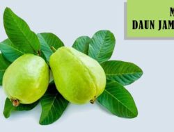 Studi Ungkap Daun Jambu Biji Bisa Jadi Obat Batuk Alami