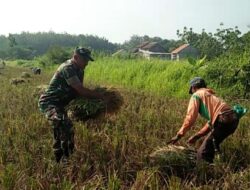 Turun Tangan Langsung Sertu Joko Bantu Panen Padi