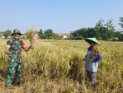 Wujudkan Ketahanan Pangan, Babinsa Bantu Petani Panen Padi