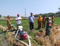 Babinsa Nogosari Dampingi Poktan Melalui Program Pompanisasi