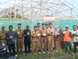 Realisasikan Dana Desa Tahap 1 2024, Pemdes Paningkiran Berhasil Budidaya Melon dan Anggur
