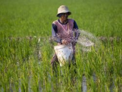 PTPI Sebut 7,58 Juta Petani Belum Tebus Pupuk Subsidi
