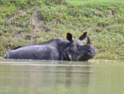 Banjir Terjang Taman Nasional Kaziranga India, Berakibat Hilangnya 72 Nyawa dan 6 Badak serta Ratusan Hewan Mati Tenggelam