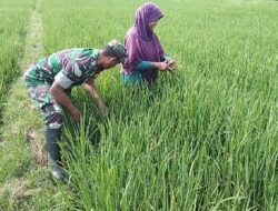 Babinsa Tak Takut Kotor, Bantu Cabut Gulma Demi Hasil Panen yang Maksimal.