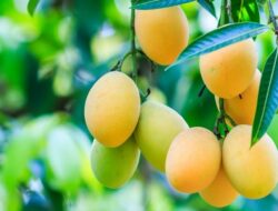 Selain Buahnya, Ini Lima Khasiat Daun Mangga Bagi Kesehatan
