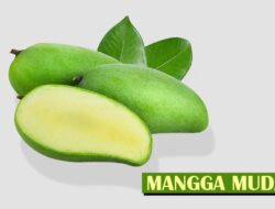 Jarang Dipilih, Ini Lima Manfaat Mangga Muda Bagi Kesehatan