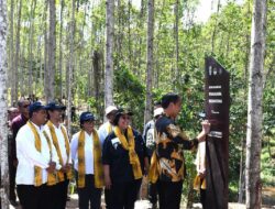 Presiden Joko Widodo, Meninjau Pencanangan Kawasan Wanagama Nusantara yang Berada di Zona Rimba Kota B Kawasan Inti Pusat Pemerintahan IKN.
