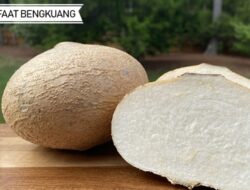 Dahsyat, Ini Lima Manfaat Makan Bengkuang Bagi Kesehatan Tubuh