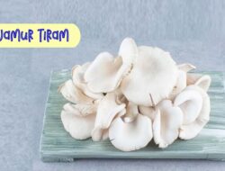 Selain Lezat, Ini Lima Manfaat Makan Jamur Tiram Bagi Kesehatan