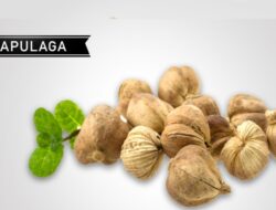 Tak Sekedar Bumbu Dapur, Ini Lima Manfaat Kapulaga Bagi Kesehatan