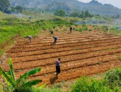 Menciptakan Ketahanan Pangan, PAC GRIB Jaya Malausma Tanam 50 kg Bibit Jagung