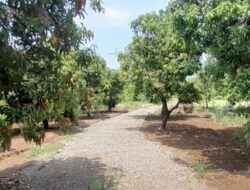 Alokasikan DD 2024, Pemdes Cijurey Bangun JUT di Blok Sawah Kidul