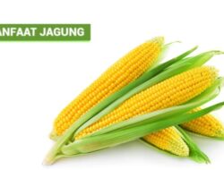 Wajib Tahu, Ini Lima Manfaat Makan Jagung Bagi Kesehatan