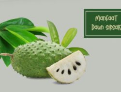 Selain Buahnya, Ini Lima Manfaat Daun Sirsak Bagi Kesehatan