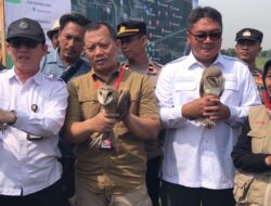 Kementerian Pertanian Serahkan 1.000 Burung Hantu untuk Mengatasi Hama Tikus di Kabupaten Majalengka.