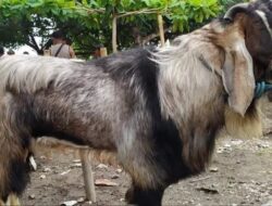 Jacob Ereste : Muatan Nilai Spiritualitas Dalam Perayaan Hari Raya Idhul Qurban