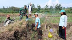 Babinsa Wonosegoro Bersinergi Basmi Hama Tikus di Desa Lemah Ireng