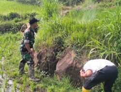 Babinsa dan Warga Desa Ngampon Buru Hama Tikus