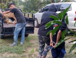Unit Reskrim Polsek Majalengka Kota Ungkap Kasus Pencurian Domba, Residivis Kembali Dibekuk