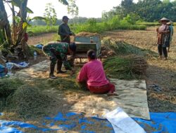Hasil Panen Petani Klego Bagus Karena Bulir Padi Tak Roboh
