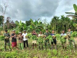 Kebersamaan TNI dan Warga, Satgas Yonif 131/Brajasakti Panen Sayur di Perbatasan Papua