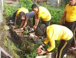 Polda Babel Panen Raya Ubi Setelah Manfaatkan Lahan Kosong Sebagai Bentuk Dukung Program Ketahanan Pangan Pemerintah