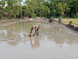 Babinsa Berjibaku, Bantu Petani Bajak Sawah