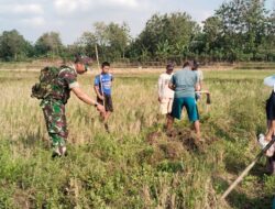 Gropyok Tikus, Babinsa Bersama Warga Desa Kemusu Lindungi Tanaman Padi