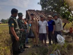 Babinsa Koramil 1708/Sukahaji Dampingi Kegiatan Pengubinan di Poktan Kayujaran Desa Palabuan