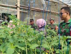 Babinsa Pantau Pertumbuhan Tanaman Tomat UMKM “Makmur Tani”