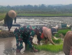 Babinsa Simo Bantu Petani Percepat Masa Tanam Padi di Blagung