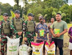 Satgas Yonif 131/Brajasakti Serahkan Pupuk dan Bibit Jagung kepada Petani Skofro, Dukung Ketahanan Pangan di Perbatasan