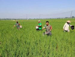 Babinsa Dukung Ketahanan Pangan, Bantu Petani Pemupukan Padi