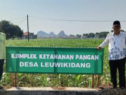 Dukung Program Ketahanan Pangan 2025, Pemdes Leuwikidang Tanam Jagung seluas 9,5 Hektare.