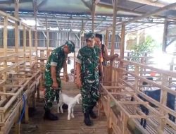Babinsa Pantau Kesehatan dan Kebersihan Kandang Kambing Perah Dukung Peternak Tingkatkan Produktivitas