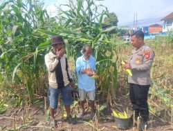 Dukung Ketahanan Pangan, Kanit Binmas Bersama Bhabinkamtibmas Polsek Rajagaluh Sambangi Petani Jagung