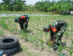 Dansatgas TMMD Reguler Ke-125 Kodim 0735/Surakarta Cek Lahan Ketahanan Pangan dan Progres Penanaman Jagung