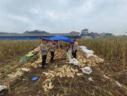 Wakapolres Majalengka Bersama Pejabat Utama Sambangi Petani Panen Jagung di Desa Cibodas