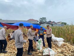 Wakapolres Majalengka Bersama Pejabat Utama Sambangi Petani Panen Jagung di Desa Cibodas