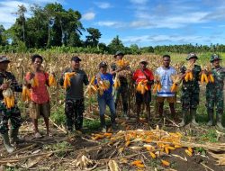 Satgas Yonif 131/Brajasakti dan Warga Wonorejo Panen Jagung Wujudkan Ketahanan Pangan di Perbatasan