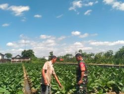 Babinsa Banyudono Ajak Petani Tembakau Semangat Berkarya