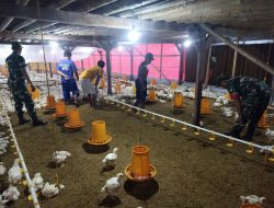 Babinsa Imbau Peternak Ayam Potong Jaga Kebersihan Kandang, Cegah Penyakit dan Jaga Lingkungan