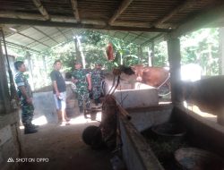 Danramil Gesi Pantau Kesehatan dan Perkembangan Ternak Sapi