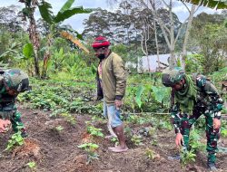 Komsos Satgas 521/DY Penanaman Sayur Bersama Masyarakat Distrik Kelila
