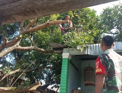 Babinsa Ngemplak Gerak Cepat Evakuasi Pohon Tumbang, Warga Terbantu Minimalkan Kerugian
