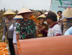 Danrem 042/Gapu Panen Raya Jagung Serentak di Tanjab Timur, Dukung Swasembada Pangan Nasional