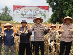 Panen Raya Jagung Serentak Kuartal III Dukung Swasembada Pangan 2025 Polres Majalengka