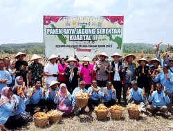 Forkopimda Boyolali Gelar Panen Raya Jagung Serentak, Dorong Ketahanan Pangan Daerah
