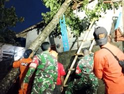 Hujan Deras Disertai Angin Kencang Robohkan Pohon di Boyolali, Babinsa dan BPBD Gerak Cepat Bantu Warga